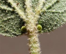  Leaf showing venation and prominent glands at base